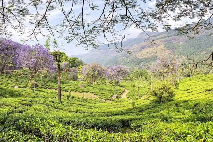 Munnar - Full Day Sightseeing