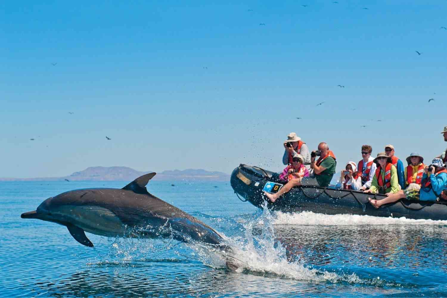 Deep-sea Fishing and Dolphin watch ( Direct Payment )
