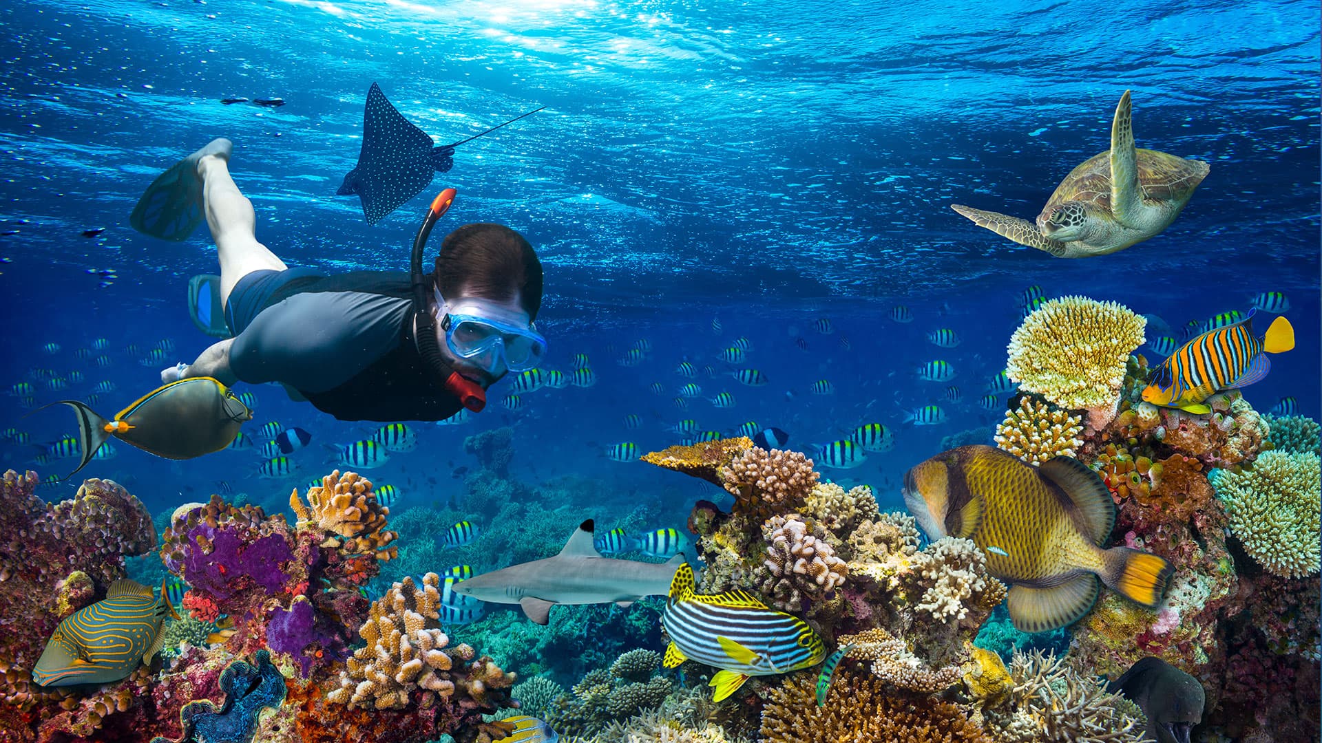 House Reef Snorkeling & Water Activities