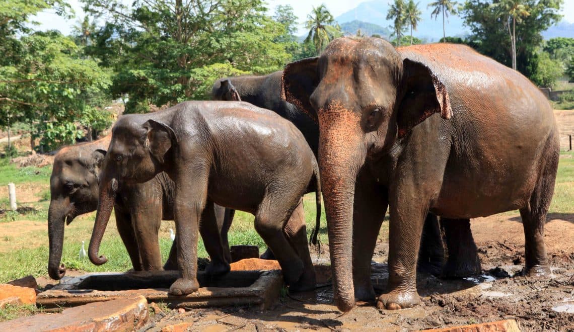 Pinnawala Elephant Orphanage – (Optional)