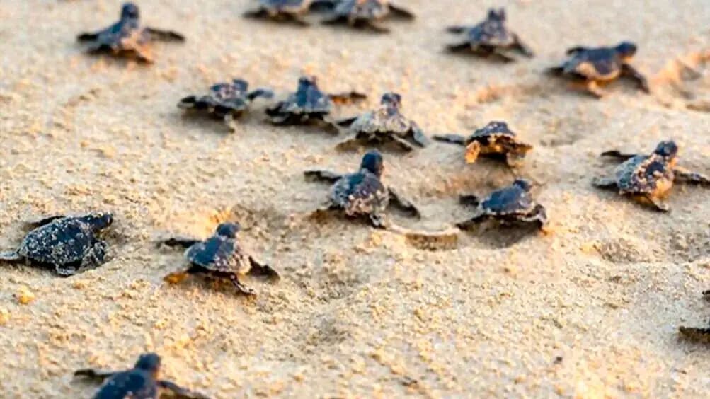 Turtle Hatcheries