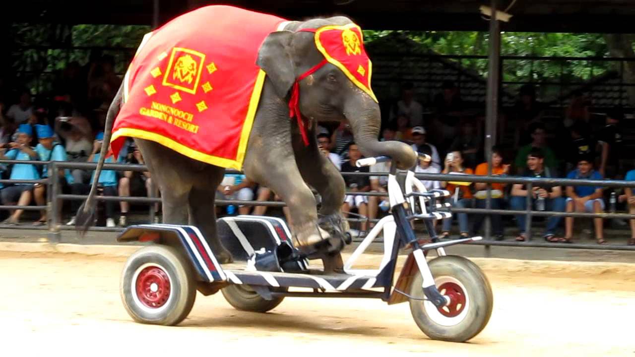 Most Famous Elephant Shows